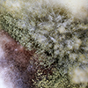 mold