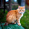 tiere